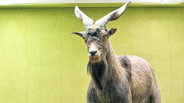 Las últimas cabras aborígenes