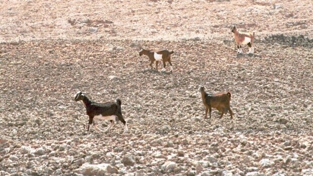 Cabildo y ayuntamientos ponen en «busca y captura» a las cabras sueltas