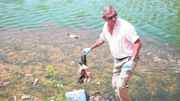 Medio Ambiente descarta la muerte de patos por gripe aviar