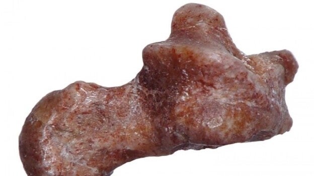 Un nuevo fósil revela a los ancestros primates como acróbatas