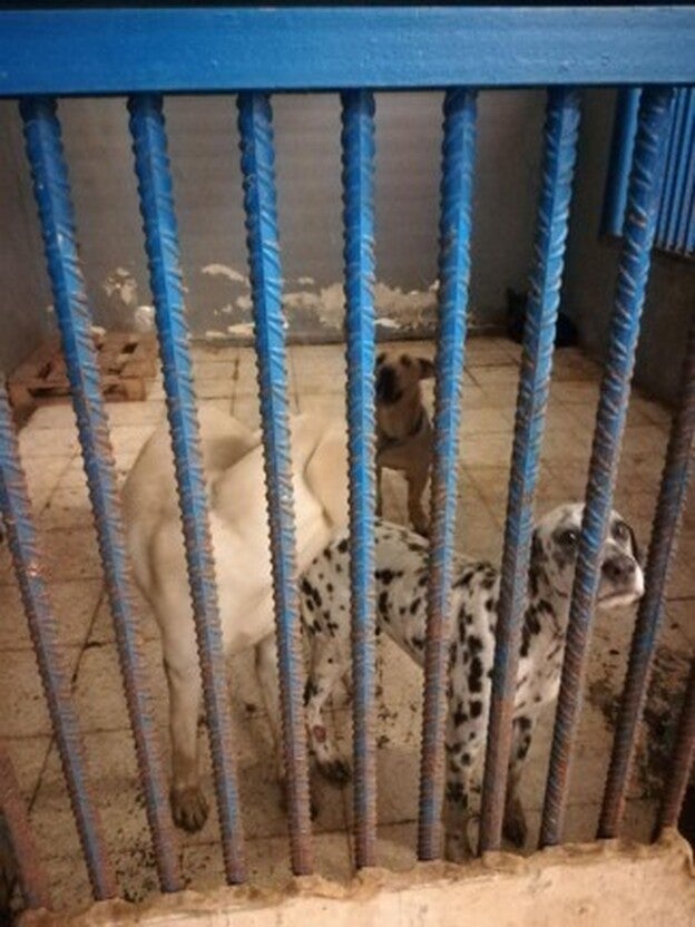 Abandonados y sin albergue