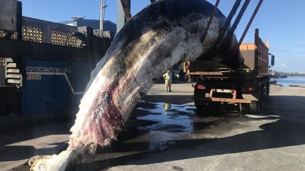 Aparece un cachalote muerto en El Hierro