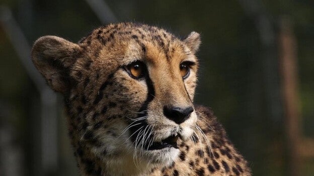 El Oasis Park da la bienvenida a dos guepardos más