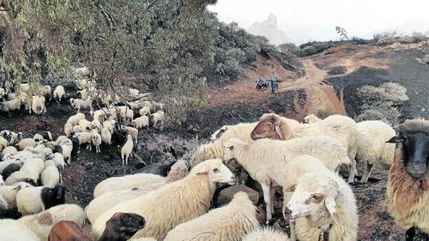 Rebaños para prevenir el fuego