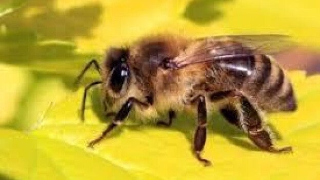 Los pétalos producen un "halo azul" que ayuda a las abejas a encontrar las flores