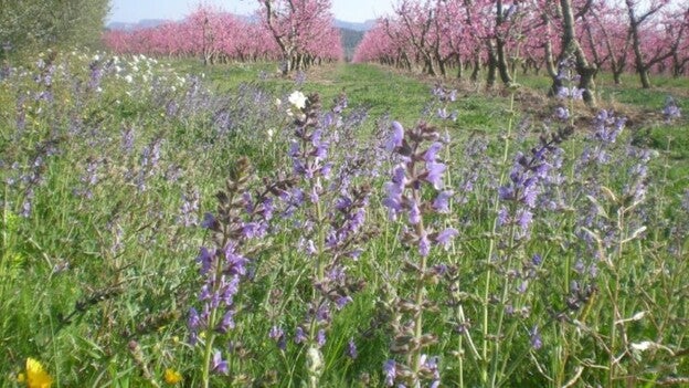 Color y olor contra las plagas