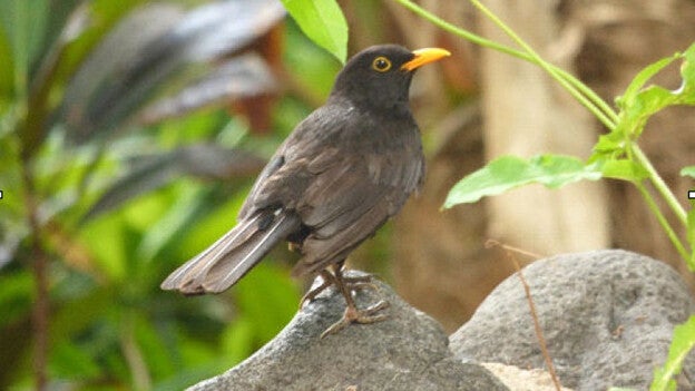El Huerto de las Flores, cobijo de aves
