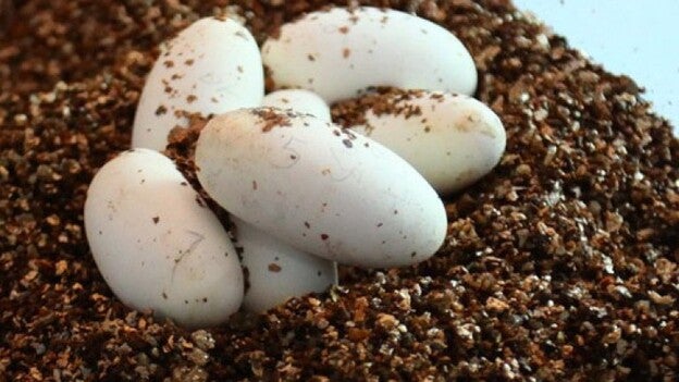 Logran criar una serpiente rara en peligro de extinción