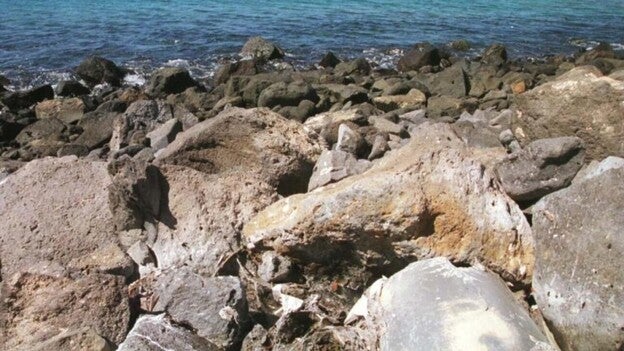 El IEO estudia las microalgas en Canarias