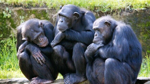 Los chimpancés tienen la misma personalidad durante décadas