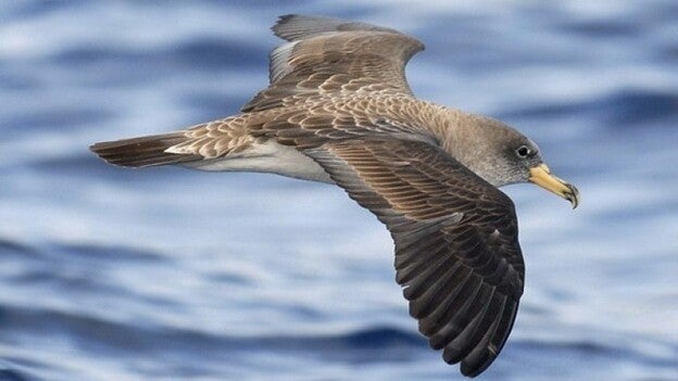 La Gomera toma medidas para prevenir la caída de pardelas