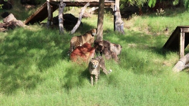 Oasis Park tiene dos nuevas integrantes