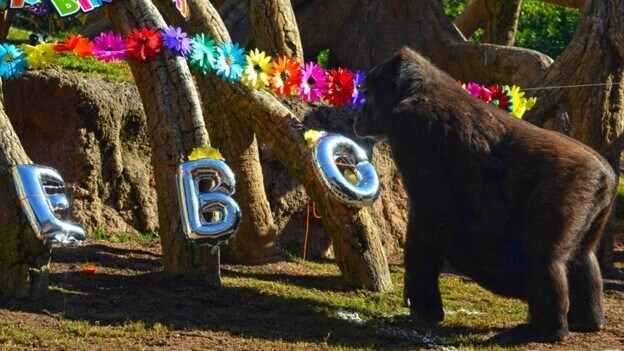 El gorila Ebo cumple cinco años