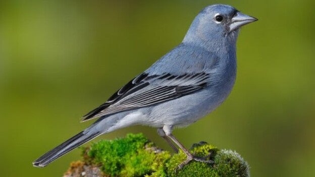 El pinzón de Gran Canaria en riesgo de desaparecer