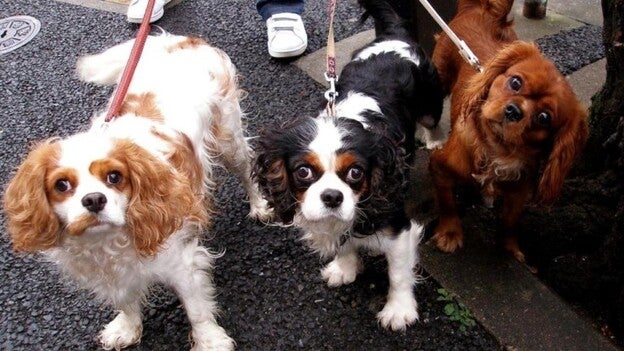 Los animales abandonados carecen de chip en Gran Canaria
