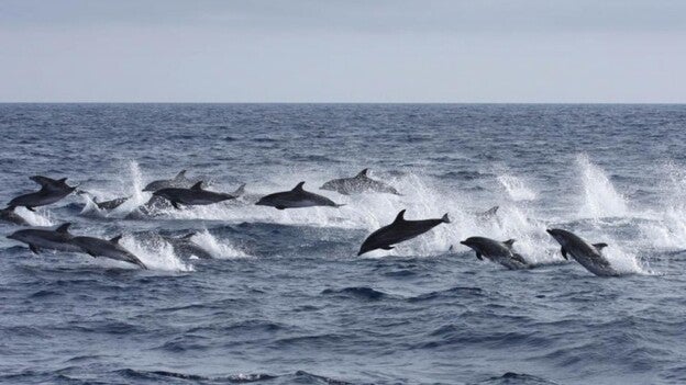 Logran avistar 2.300 delfines moteados en aguas de Canarias