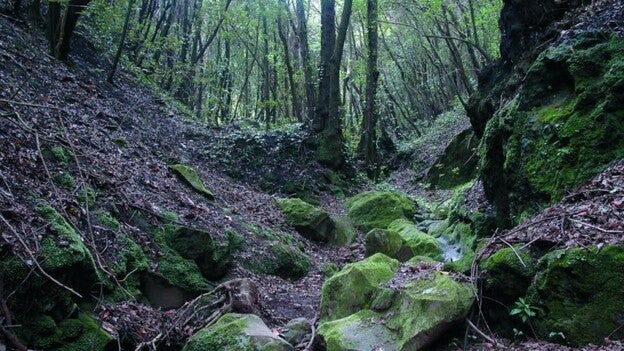 125 nuevos árboles de laurisilva en la Montaña de Firgas