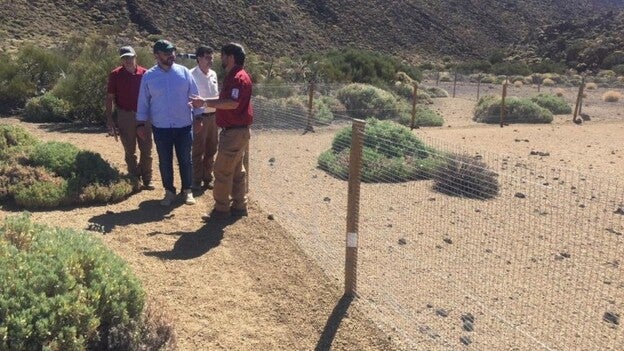 El Parque Nacional del Teide instala grandes vallados