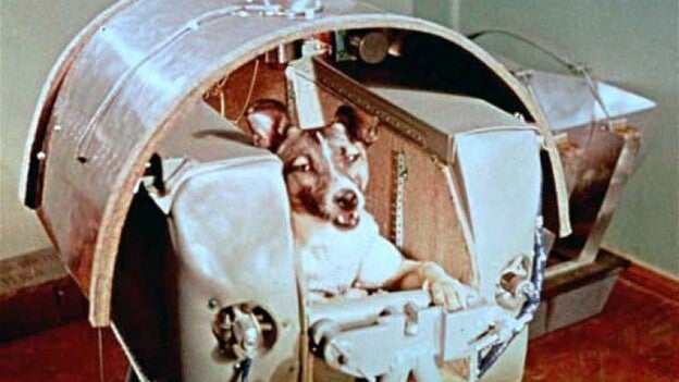 Laika, la perra que hace 60 años salió al espacio