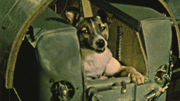 La perra Laika fue lanzada al espacio hace ya 60 años