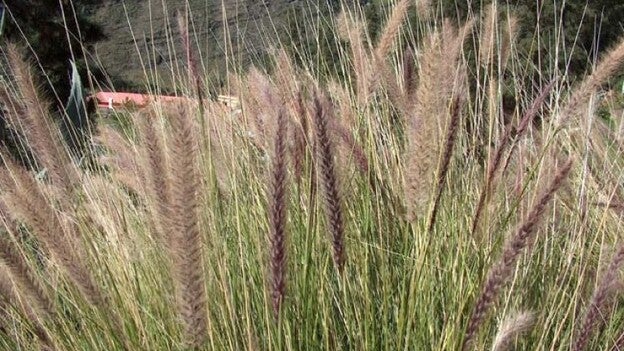 El Cabildo localiza 13 metros cúbicos de rabo de gato
