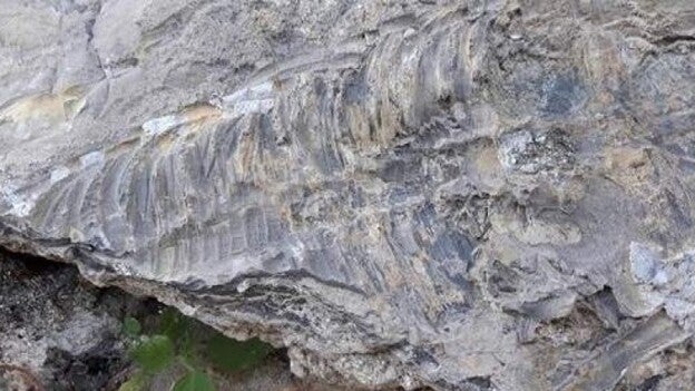 Hallan un fósil de vertebrado más antiguo en Cehegín