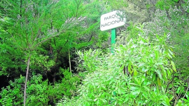 La gran amenaza de Garajonay