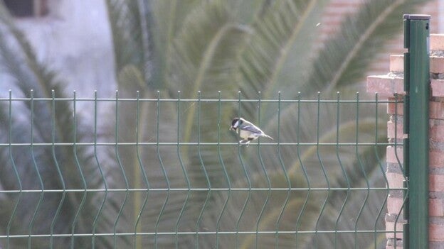 Los plaguicidas más comunes son tóxicos para los pájaros