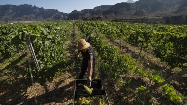 La vendimia, peor que en 2014 y 2015 pero mejor que en 2016