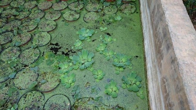 Incautadas 48 plantas invasoras en un vivero de Las Palmas de Gran Canaria