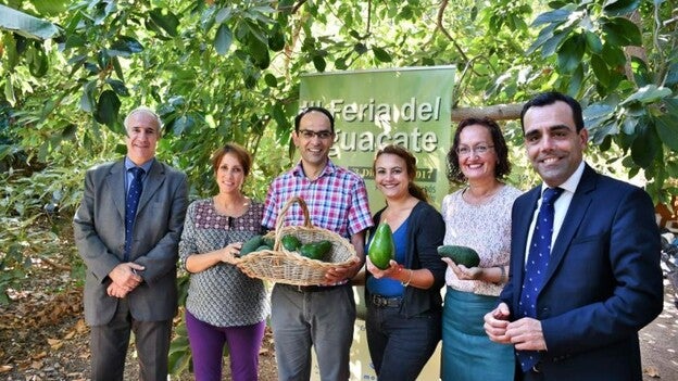 Mogán comienza a saborear la feria del aguacate de invierno