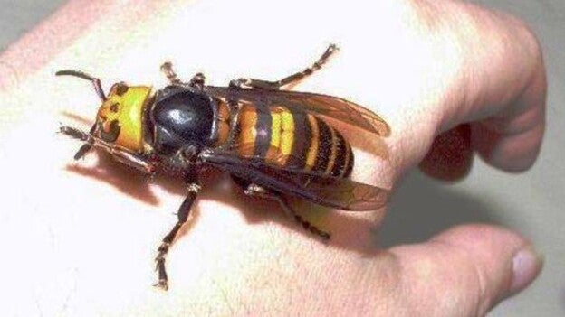 La adaptación de la avispa asiática aumenta su peligrosidad