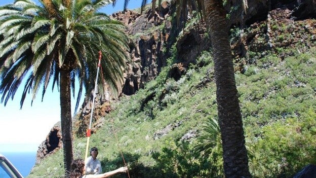 Tenerife cuenta con 15.500 ejemplares de palmera canaria