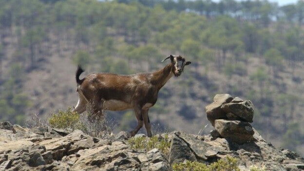 La UE da un año al Cabildo para acabar con las cabras en Guguy