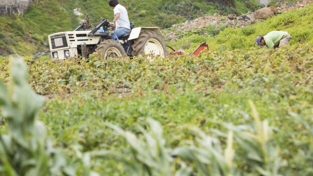 Del campo canario al bufé del hotel