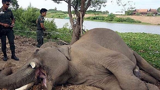 Abatidos 110 elefantes en 2017 por caza furtiva en Mozambique