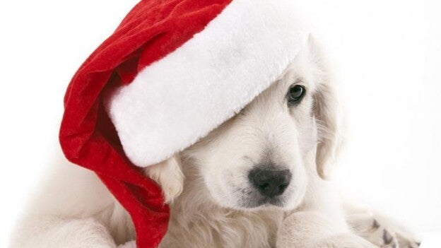 En estas fiestas, cuenta también con ellos