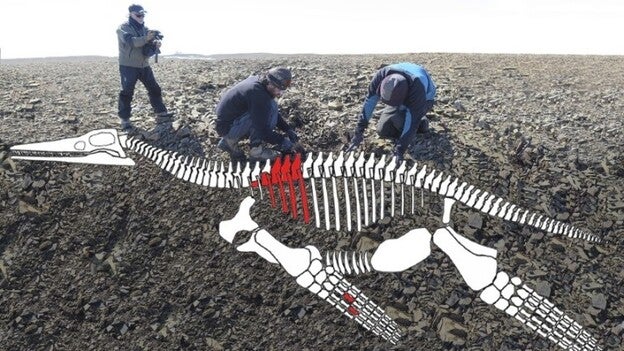 Un reptil marino gigante fósil, hallado en el antártico