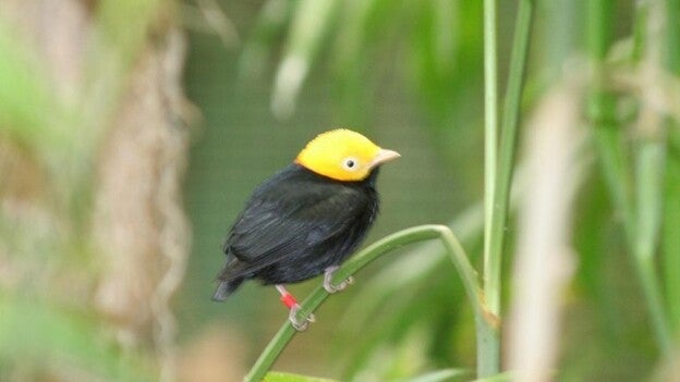 Descubren la primera especie híbrida de pájaro en el Amazonas