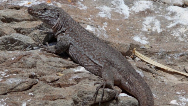 En marcha el plan de recuperación del Lagarto Gigante