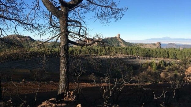 Vuelve la vida tras el incendio
