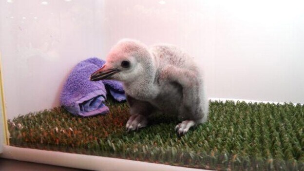 Nace una cría de pingüino barbijo en Loro Parque