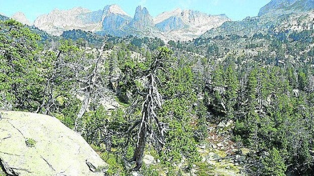 Pinos que hablan de Timanfaya