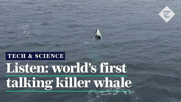Detectan la primera orca capaz de reproducir palabras