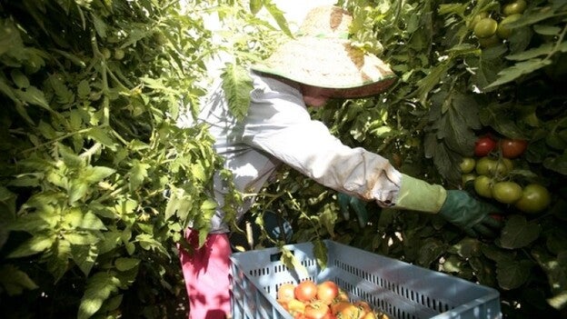Convocan las ayudas Posei al tomate de exportación por 5,53 millones de euros