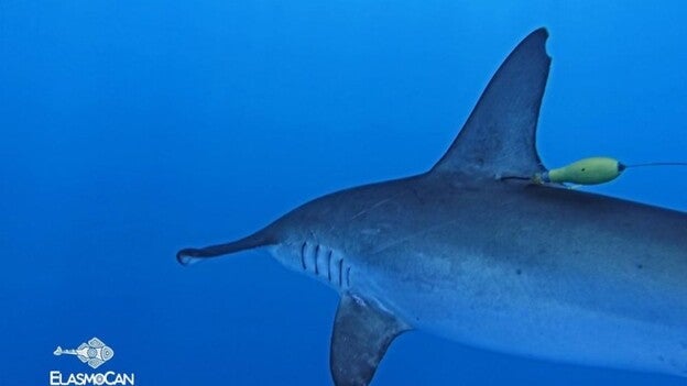 Marcan un tiburón en Canarias para seguir por satélite su rango de movimiento