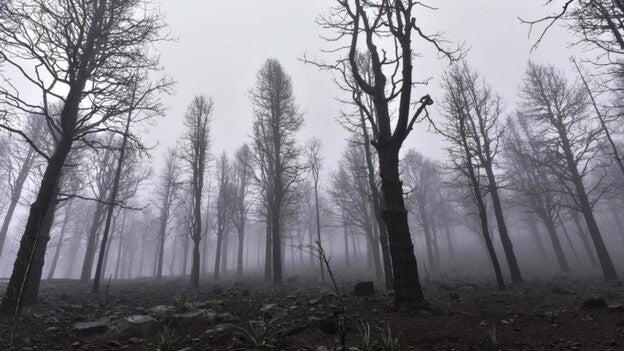 El Gobierno prepara las ayudas por el incendio