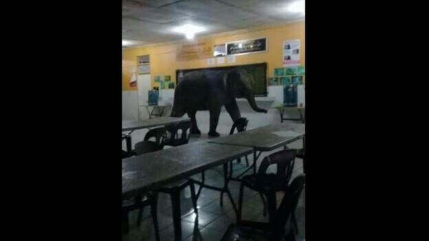 Un elefante causa el pánico en una escuela de Malasia