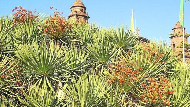 300 velas para el drago de Gáldar