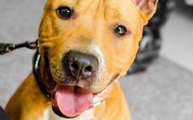 Colapso por el masivo abandono de perros